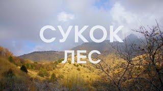 Лес Сукок I Forest of Sukok