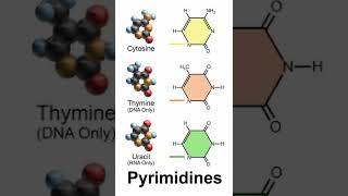 Pyrimidine | Wikipedia audio article