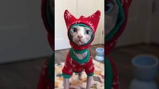 When December 1st Hits  #shorts #sphynx #hairlesscat #pets #christmas #holidayswithshorts