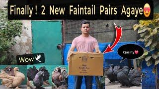 4 new fantail pigeons are arriving  lakhs of pigeons || Have fun 