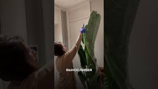 #комнатныерастения #уходзарастениями #фитодизайн #озеленение