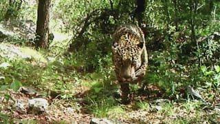 'El Jefe': Famous southern Arizona jaguar spotted for first time in 7 years