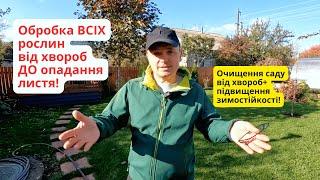 Важлива осіння обробка саду від хвороб, яка очищує рослини на зиму.