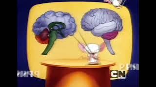 Pinky and the Brain - Intro (Swedish)