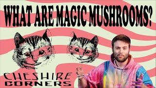 CHESHIRE CORNERS: WHAT ARE MAGIC MUSHROOMS? (SHROOMS, PSILOCYBIN, PSILOCIN)