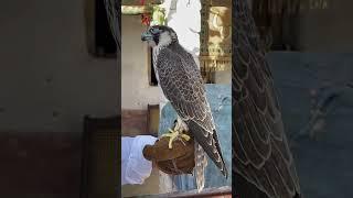 #peragiren #falconery #birdhunting#birds#birdhunter #viralvideo #hunting#falcons #saker#gyr#shaheen