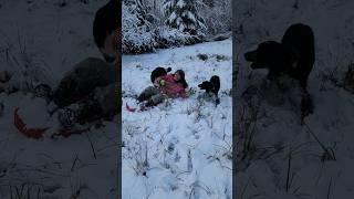 Sledding with crazy dogs! #funnyanimals #dogs #winter