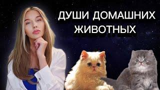 ДУШИ ДОМАШНИХ ЖИВОТНЫХ. ОНИ ВСЕГДА ВОЗВРАЩАЮТСЯ