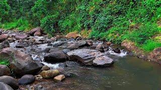 Tranquil Nature Water Sounds: Calming River Flow and Mountain Stream Over Rocks and Forest Views