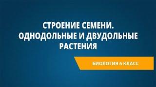 Строение семени. Однодольные и двудольные растения