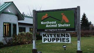 Get to Know Northeast Animal Shelter