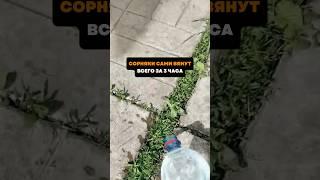 Сорняки сами вянут всего за 3 часа#дача#сад