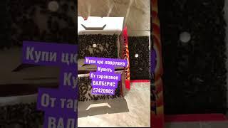 Купи ловушку от тараканов спи крепко спать надо без тараканов насекомые муравьи купи у меня на ВБ