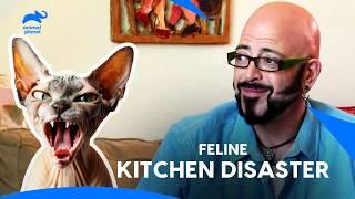 Hairless Havoc Cat: Owner's Kitchen is Playground For Sphynx Cat | My Cat From Hell | Animal Planet