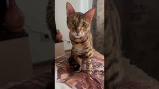 #близнецы #знакизодиака #гороскоп #астрологическаяконсультация#кот