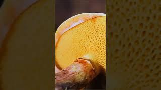 Маслёнок желтоватый (Suillus salmonicolor) short #shorts