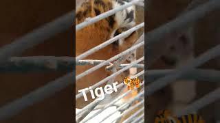 tiger  My first Volg #viralvideo #plz_subscribe_my_channel