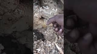 Biggest Queen Termite smoked out of Termite Nest#shorts