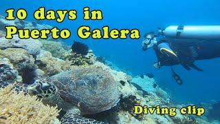 Дайвинг в Пуэрто Галера/Diving in Puerto Galera.