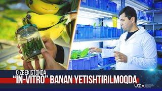 Oʻzbekistonda “In-vitro” banan yetishtirilmoqda