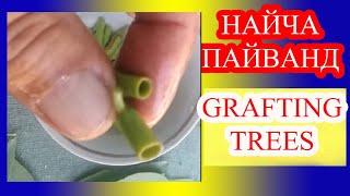 НАЙЧА ПАЙВАНД.GRAFTING FRUIT TREES.ПРИВИВКА ФРУКТОВ.GRAFTING