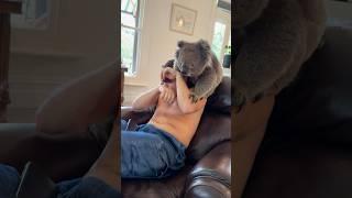 The Hangover in Aus!  #funny #kangaroo #shortsyt