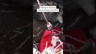 #мядель #мчс #спасение #барсук