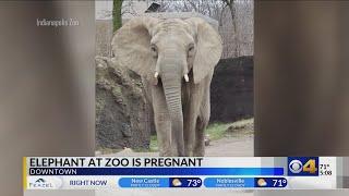 Indy Zoo baby announcement: African elephant calf due in October