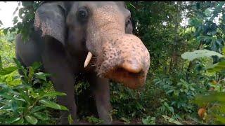 Kaavan’s Freedom Life! - ElephantNews