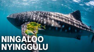 Ningaloo Nyinggulu | Official Trailer | ABC TV + iview