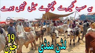 Luddan Cow Mandi Update || Sahiwal Cholistani Khere Bachray Price In Pakistan || Bachra Farming