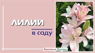 Лилии в саду. Какие бывают, как цветут и как зимуют.