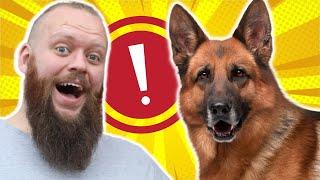 HOW TO STOP GERMAN SHEPHERD FROM PULLING