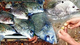 ബാവുക്കാക്ക "സ്പെഷ്യൽ" ഏരി പിടുത്തം/fishing in kerala/VILLAGE LIFE