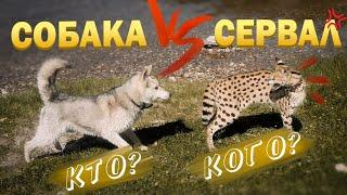 Собака против кошки СЕРВАЛА