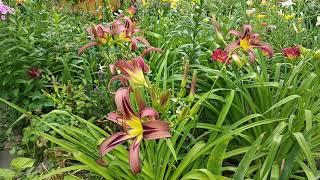 Лілейник Black Arrowhead (СПАЙДЕР). Daylily.