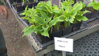 Rebecca Kolls visits a hosta farmer