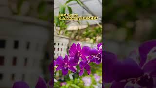 #orchids #najisworld #onlinesale #gardening #dendrobiumorchid #garden