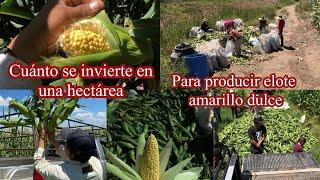 VALE LA PENA SEMBRAR ELOTE AMARILLO DULCE?? Que tan rentable es || EL AGRONOMO ||