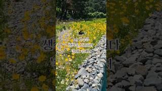 오수정 시집 [생각을 요리하다] '참새' 중에서  #참새 #생각을요리하다 #가을웅덩이