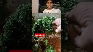 Bush Basil |   | Bush Basil Plant Show and it's importance | #shorts #viral