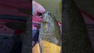 LAKE MICHIGAN SMALLMOUTH RELEASE!! #fishing #bassfishing #greatlakes #smallmouth #smallyoutuber #fun