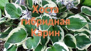 Хоста гибридная Карин  гибридная хоста Карин обзор: как сажать, саженцы хосты Карин