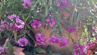 Sweet Alyssum Plant Profile