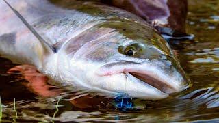 "Swinging for steelhead" - Fly Fishing for coastal Steelhead by Todd Moen