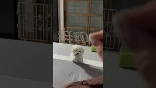 나는 속지 않아! #shorts #짤랑이 #미니비숑 #짤랑이_속이기 #짤선생