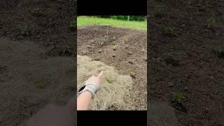 How to prevent drought & weeds in your garden ALL SEASON FOR $5!!! #gardening #hacks #genius