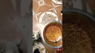 #Viral #trending #xyzbca #viralvideo #humor #gato #ponmeenparati #fyp