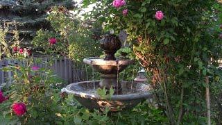 Soothing Half Hour of Trickling Water and Bird Song #birds #birdslovers #birdslover #relaxingsounds