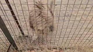 ️Львы бегут со всех лап. И любимка Марсель.  #lions #animals #тайган